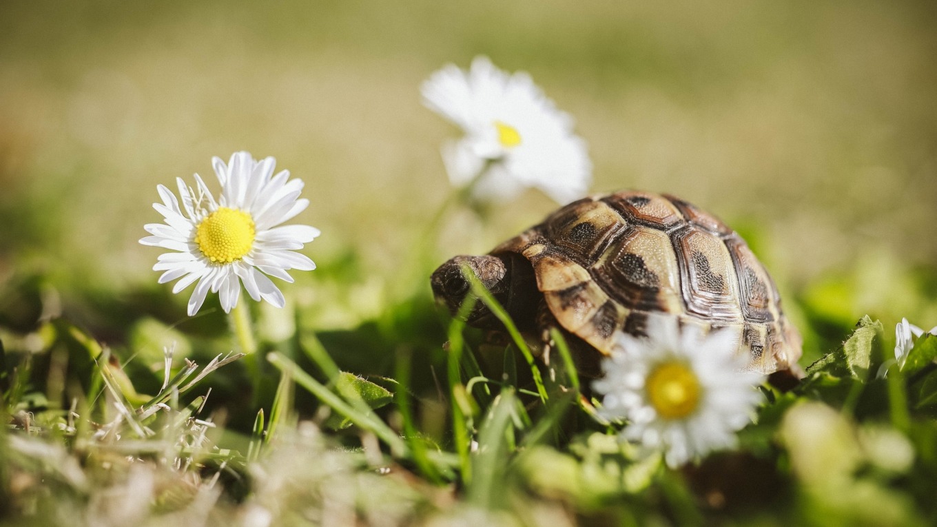 Turtle in the grass